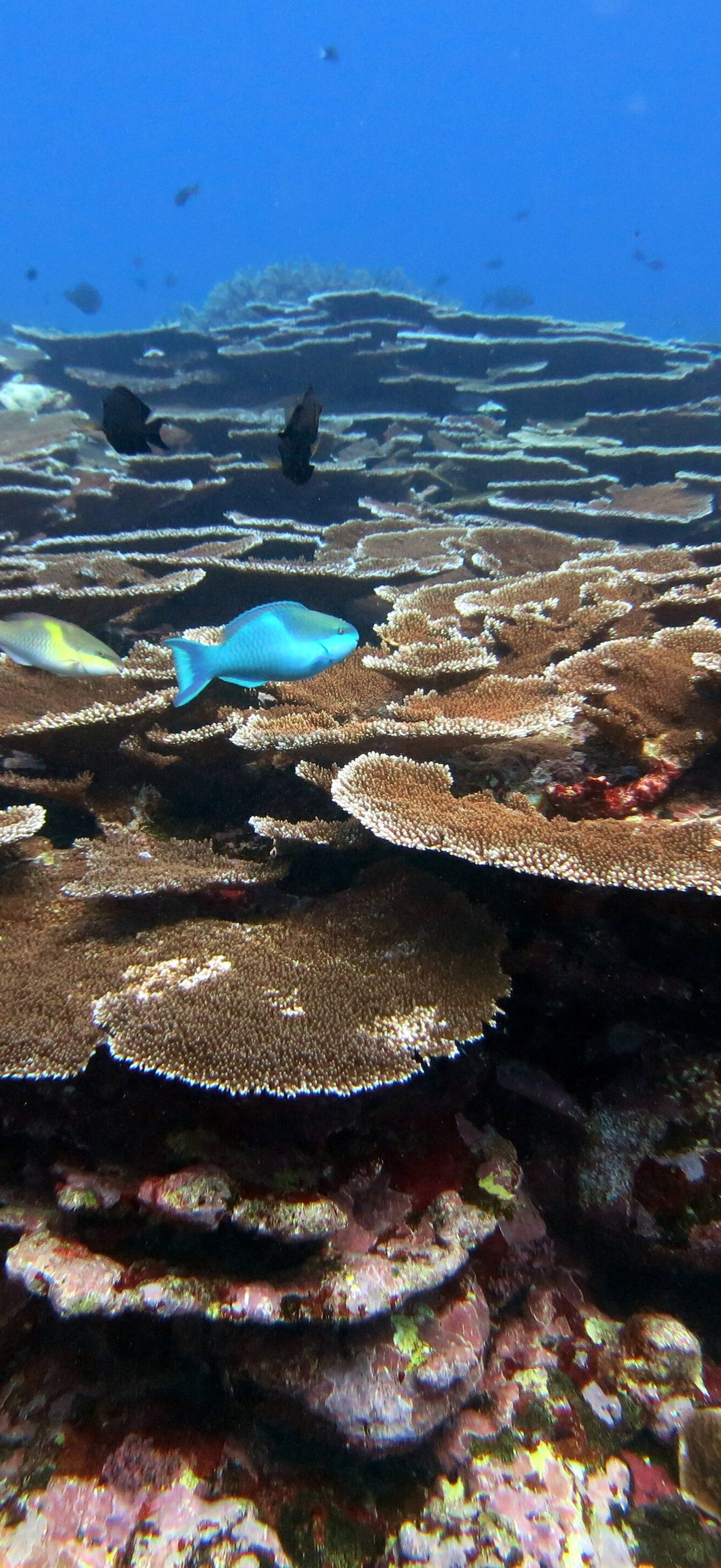 Fagatele Bay Corals