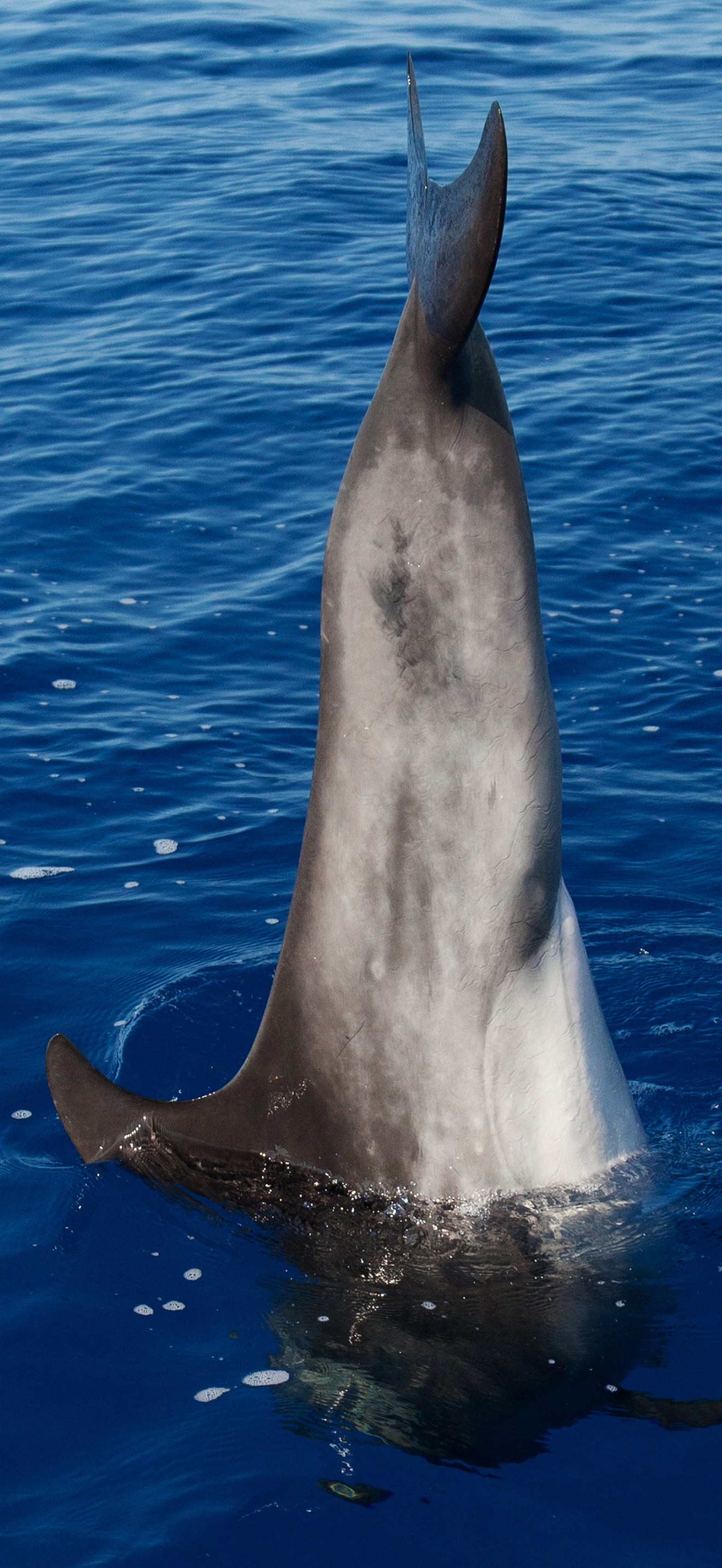 HIHWNMS dolphin tale