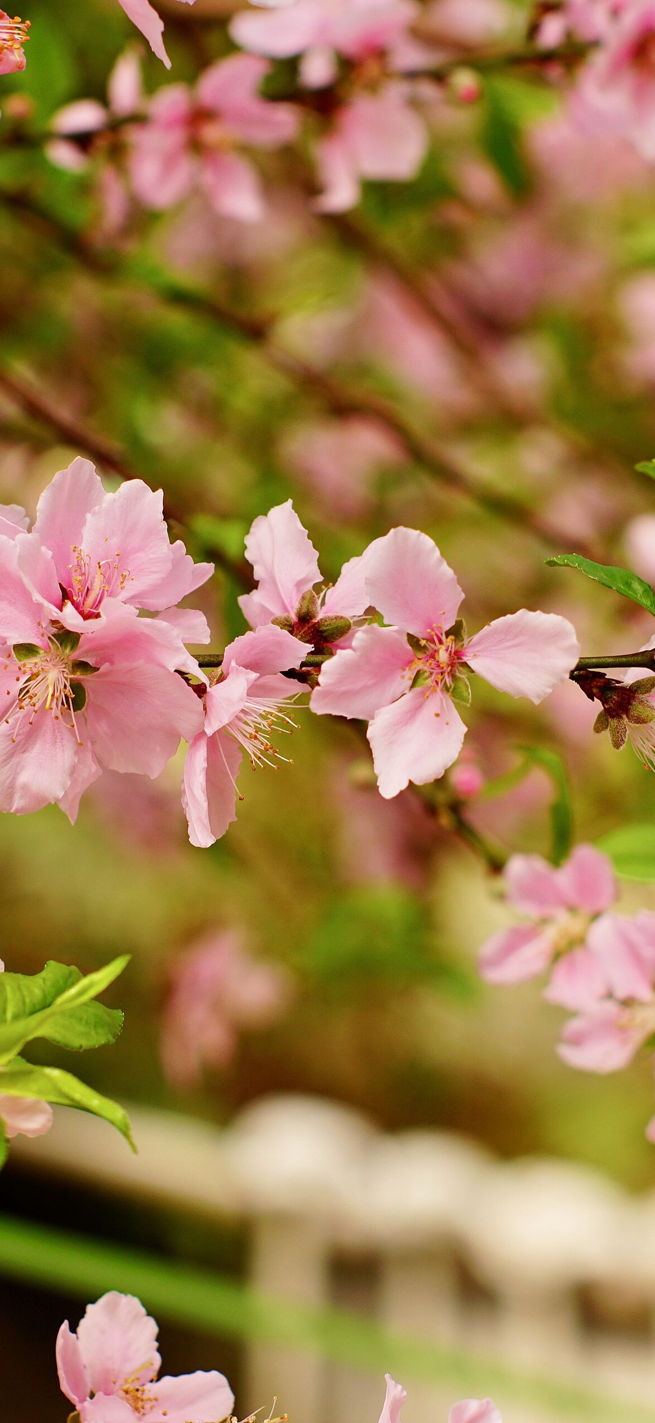 Cherry Blossom in Shatin