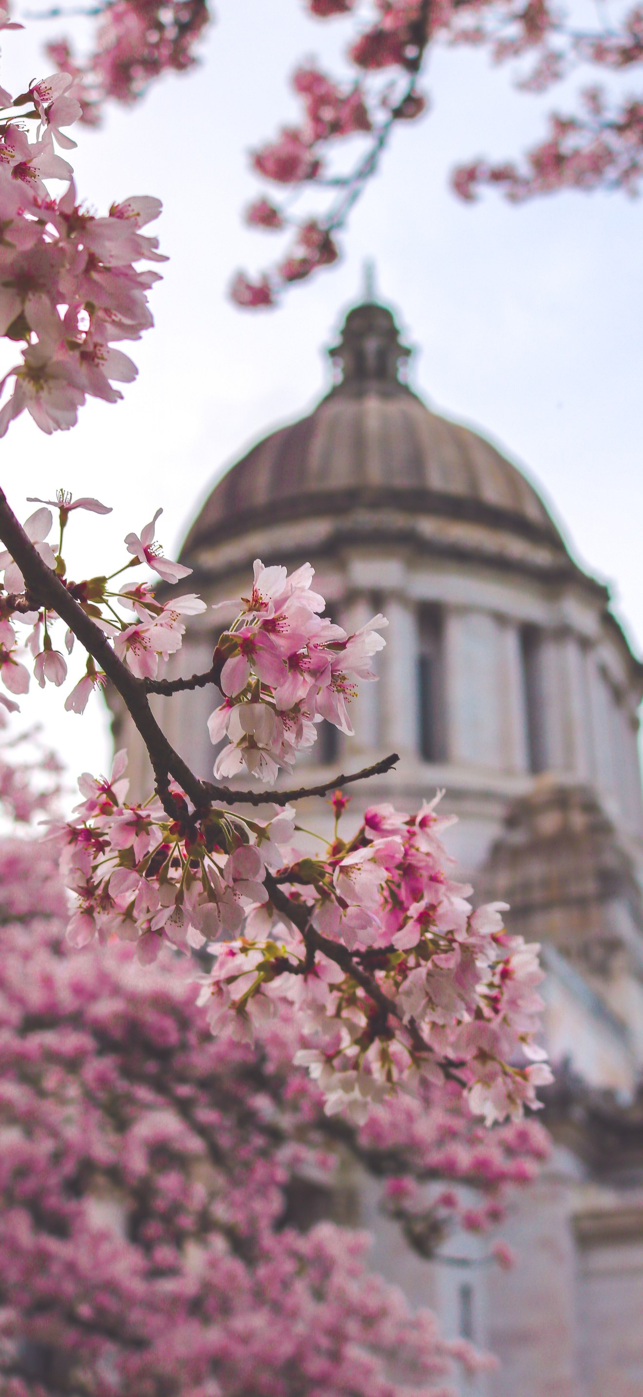 Cherry blossom at the WA State Capitol