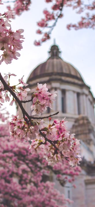 Cherry blossom at the WA State Capitol
