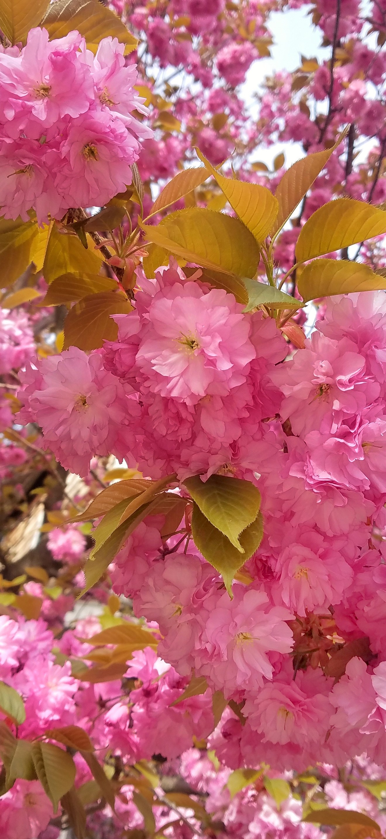 Cherry blossoms - Arlington, MA