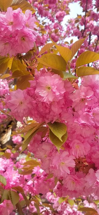 Cherry blossoms - Arlington, MA