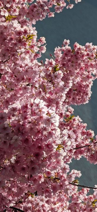Cherry blossom in Yoyogi 2