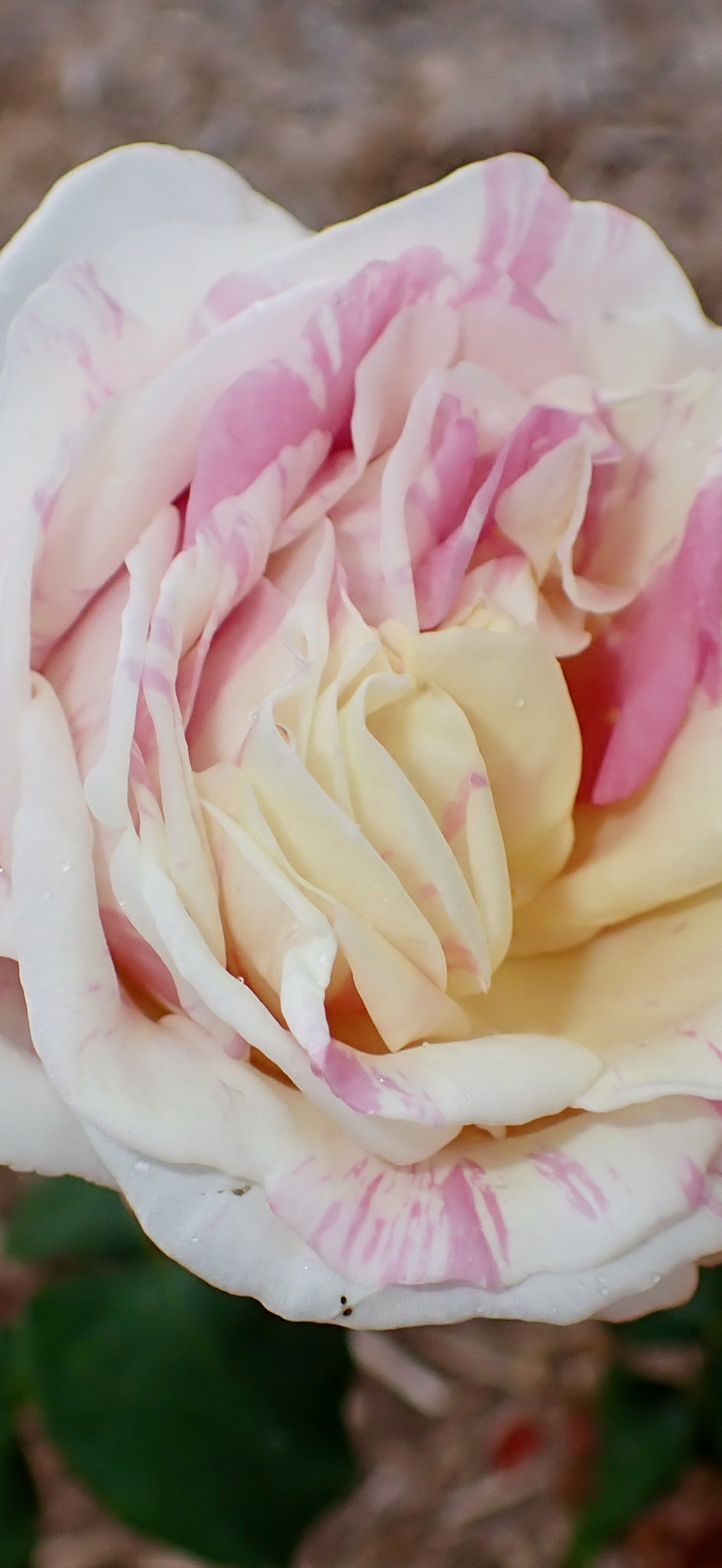 Rosa 'Pastel Tiger'