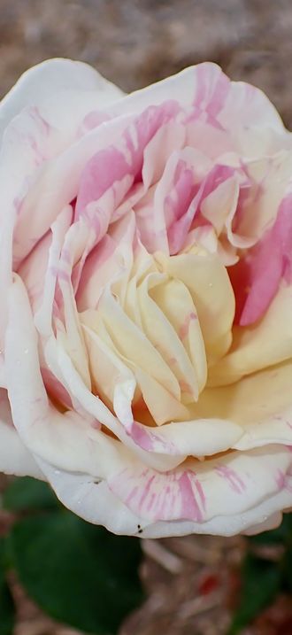 Rosa 'Pastel Tiger'