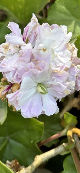 Cherry Blossom in Melbourne