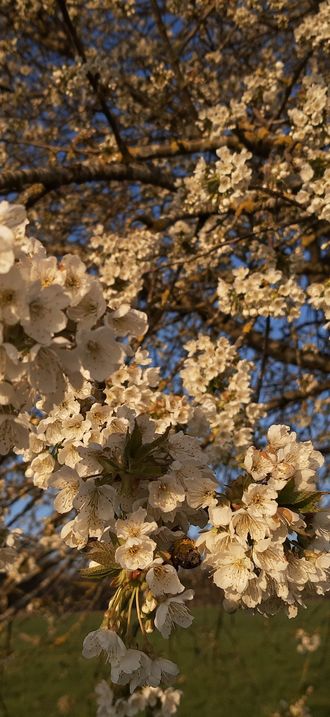 Cherry blossom detail, Orlen