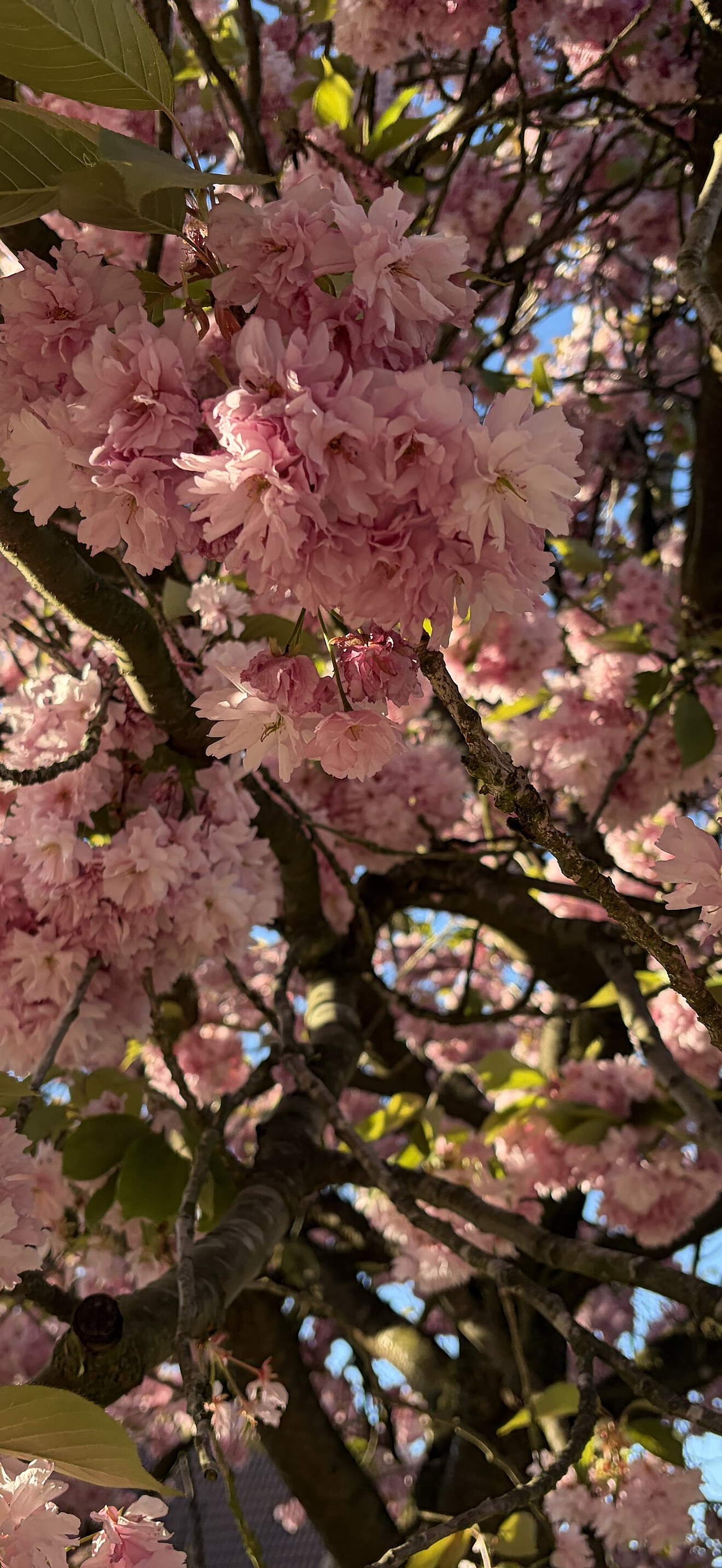 01.05.2026 A Good Old Cherty Blossom Tree in Langenhord Nord, Hamburg, Germany