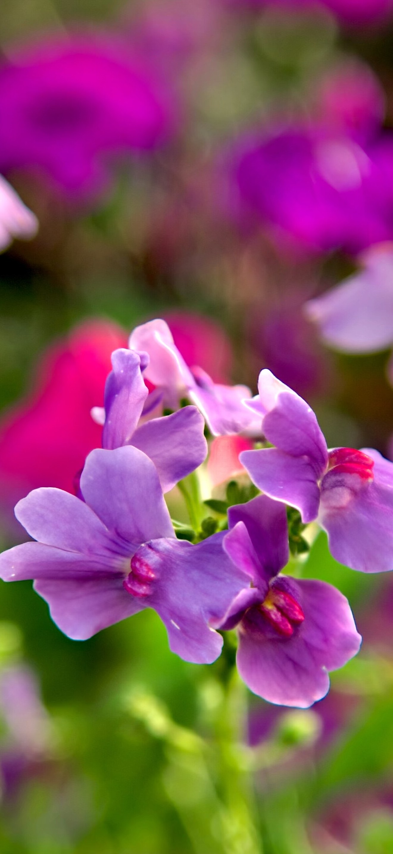 Garden Jewels ( Explored ) - Flickr - Terry Kearney AKA Oneterry