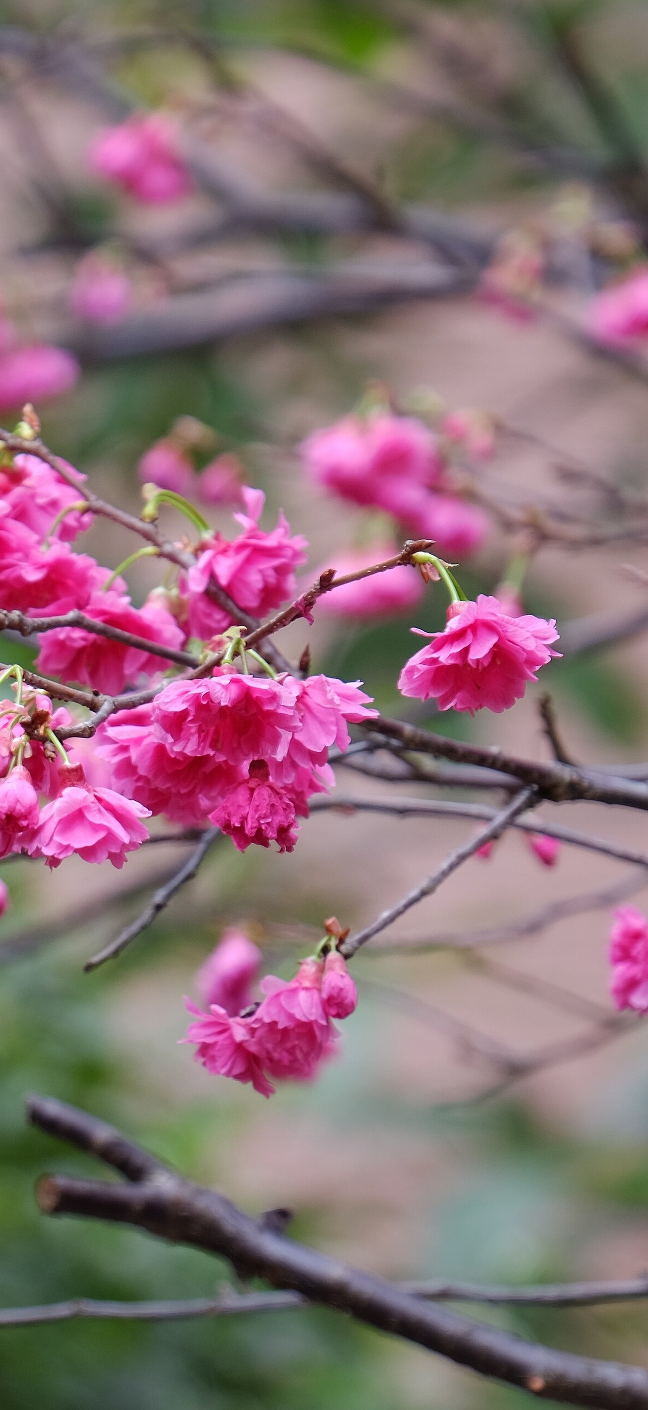 Cherry Blossom Twig in Lane 74, Sanmin Road, Taipei 20150226a