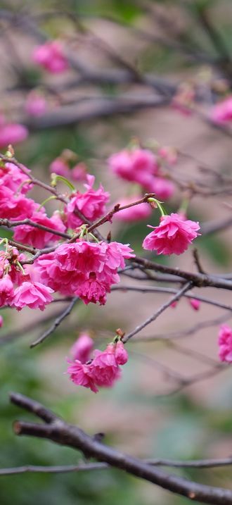 Cherry Blossom Twig in Lane 74, Sanmin Road, Taipei 20150226a