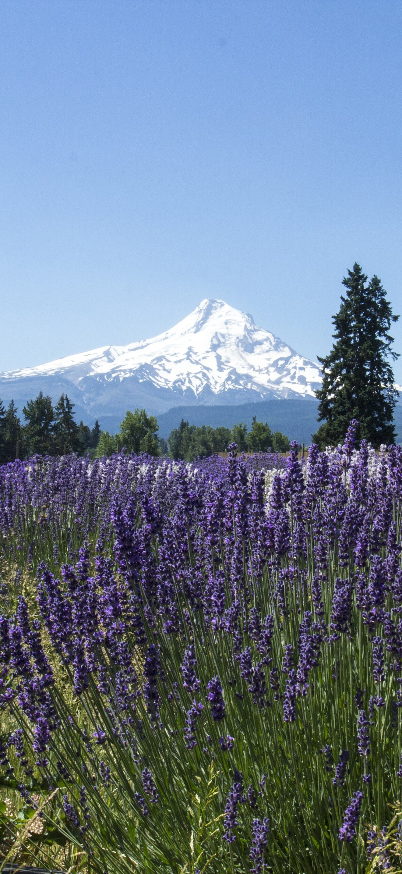 Lavender Valley, Mt. Hood, Oregon