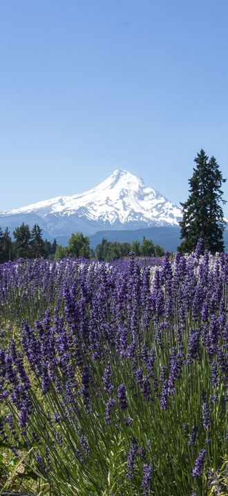 Lavender Valley, Mt. Hood, Oregon