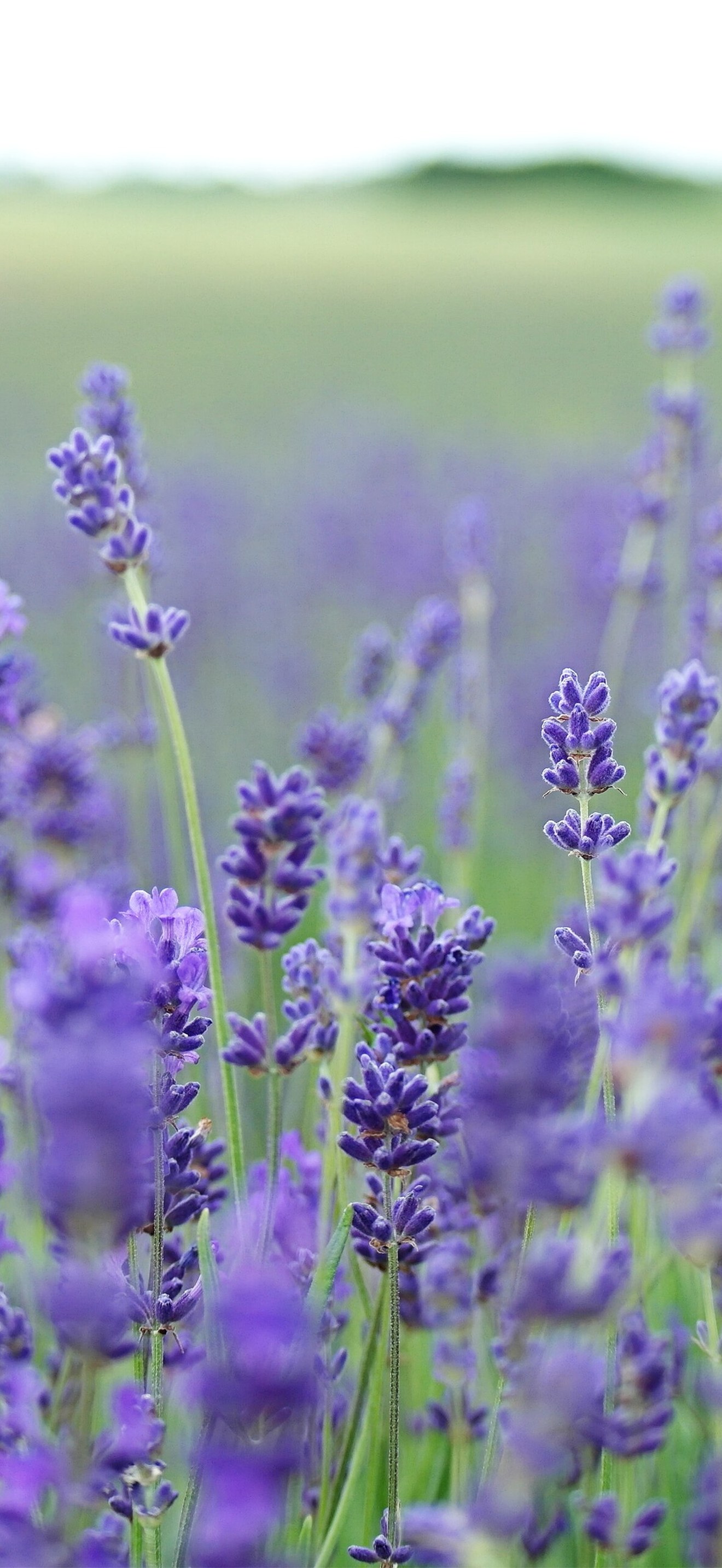 Lavender field (Unsplash)