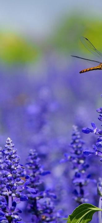Dragonfly on lavender (Unsplash)