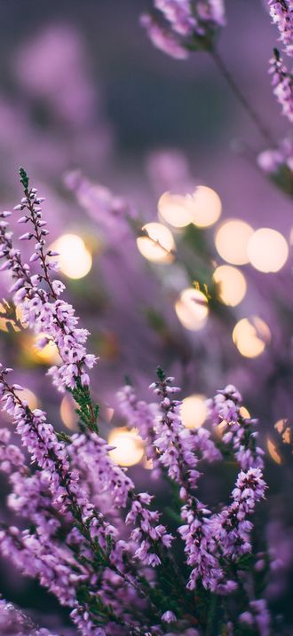 Lavender flower bed in the evening (Unsplash)