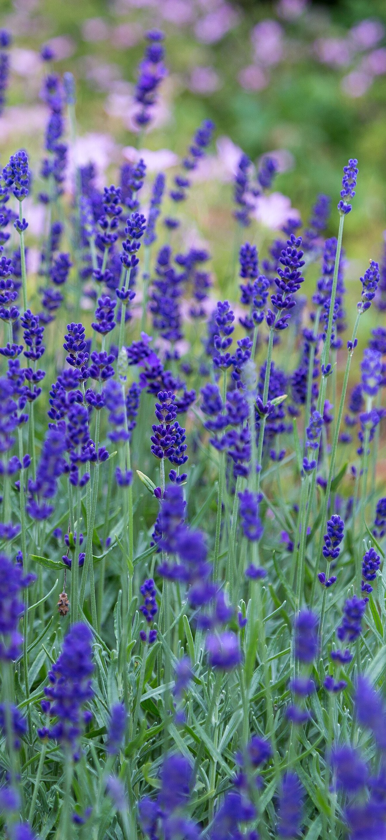 Lavender meadow (Unsplash)