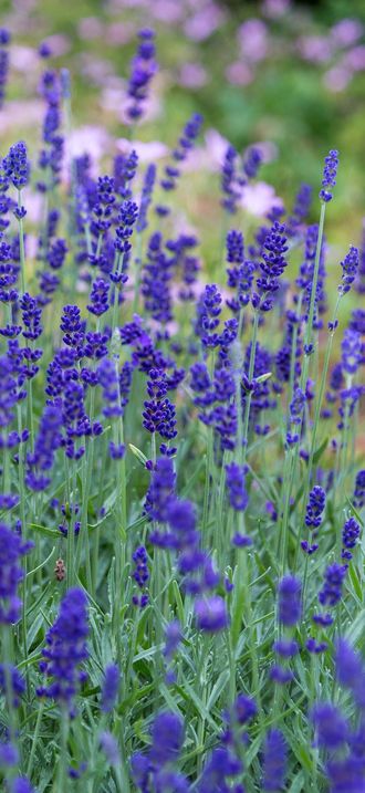 Lavender meadow (Unsplash)