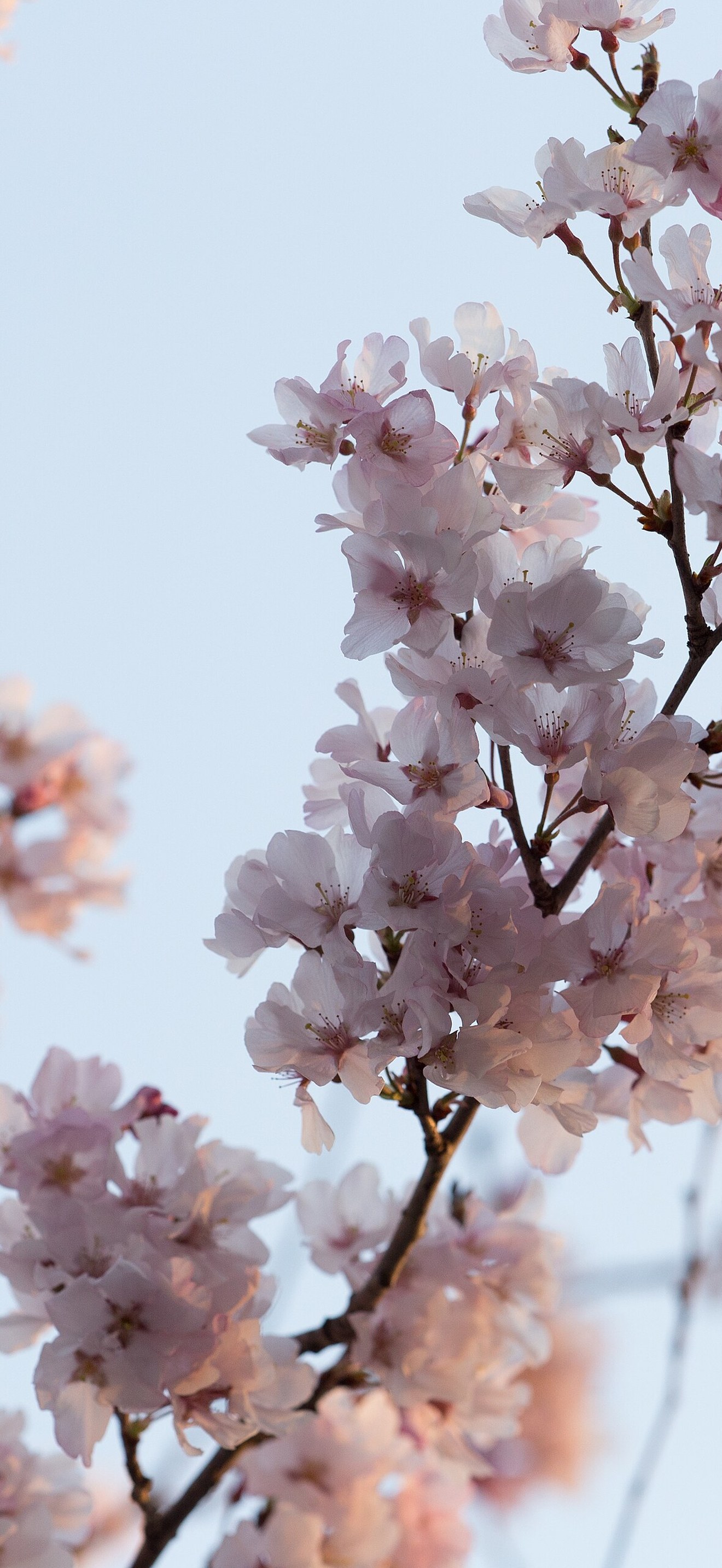 Cherry Blossom (Unsplash)