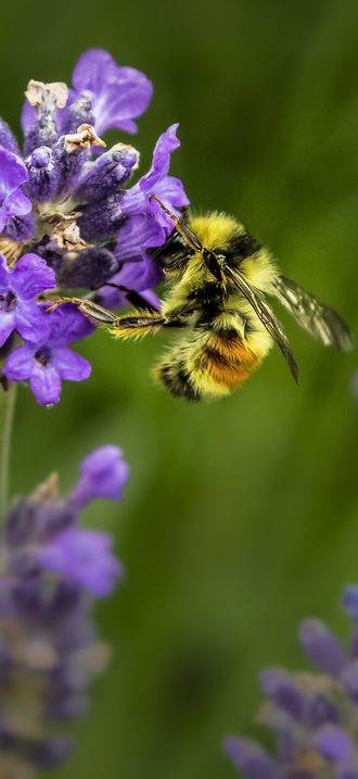 Bee on lavender (Unsplash)