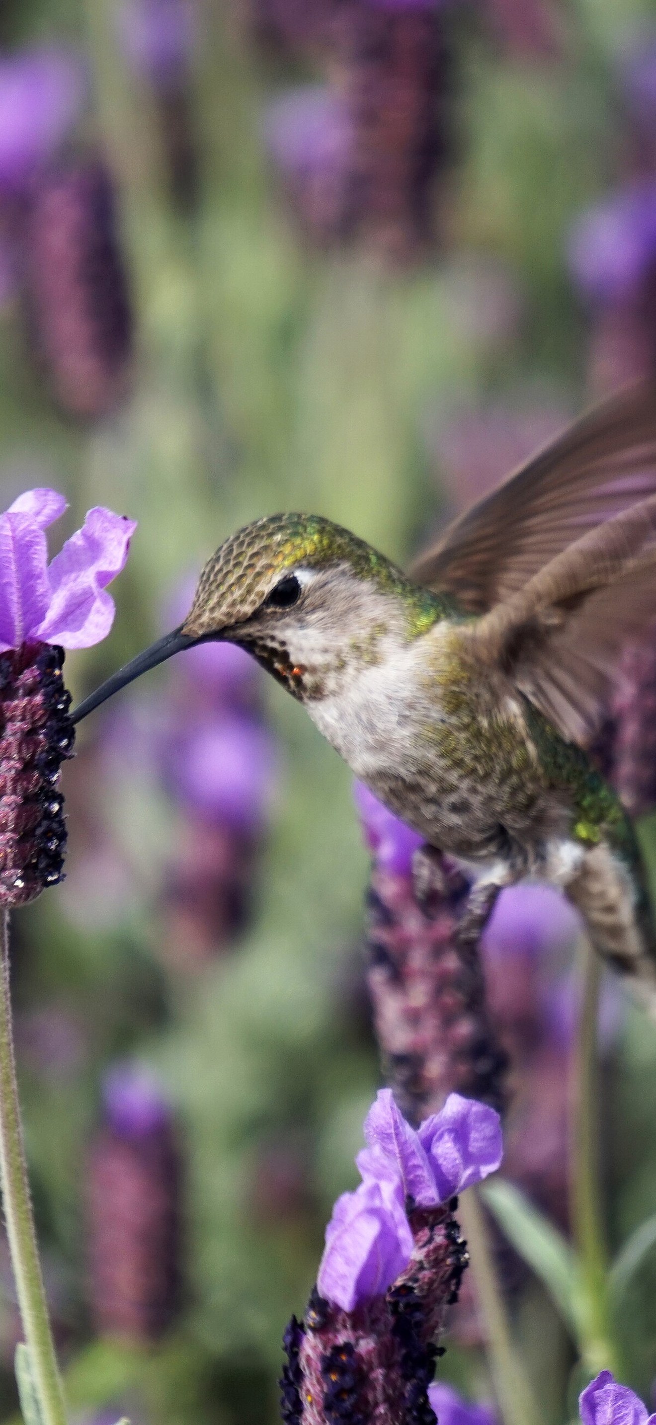 Hummingbird in lavender (Unsplash)