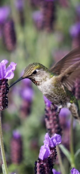 Hummingbird in lavender (Unsplash)