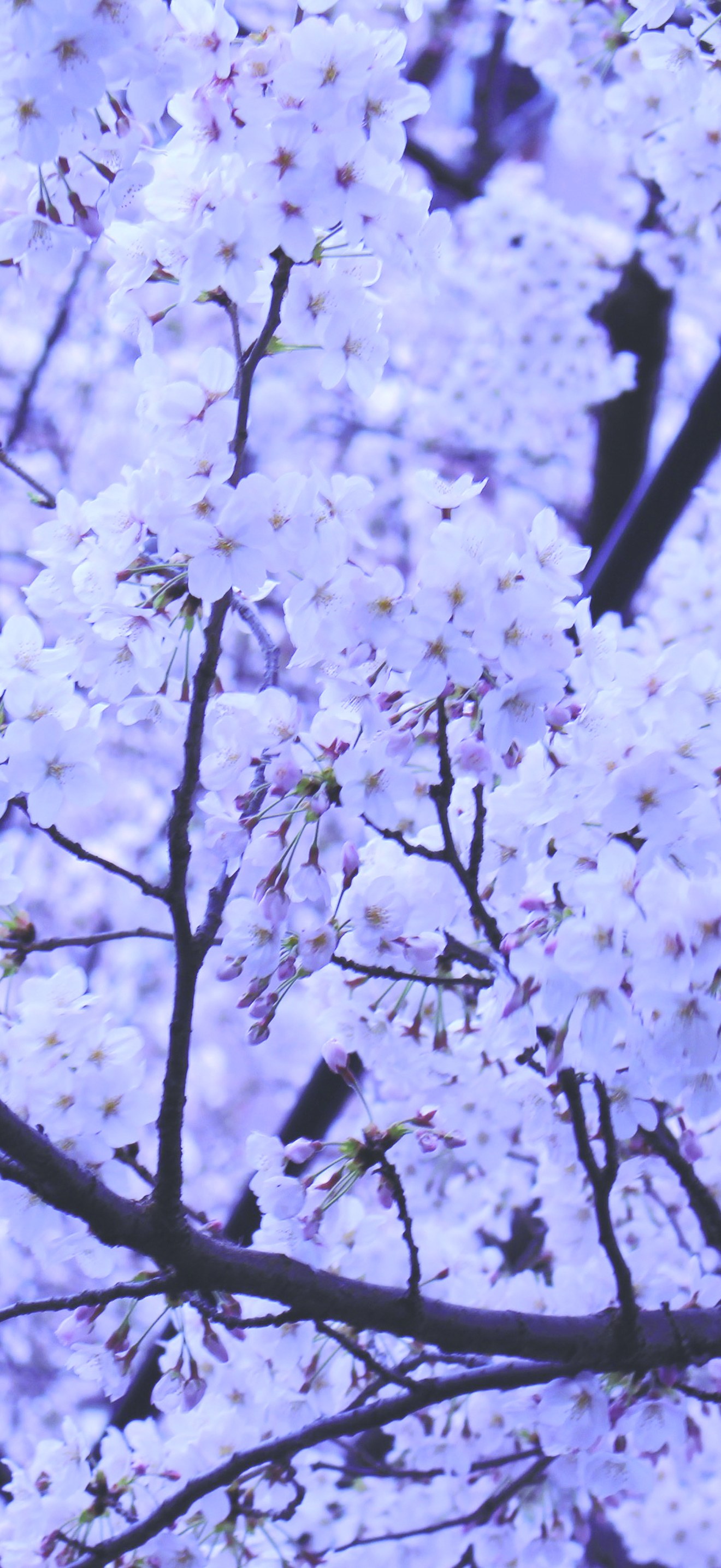 Cherry-blossom-japan (Unsplash)