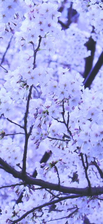 Cherry-blossom-japan (Unsplash)