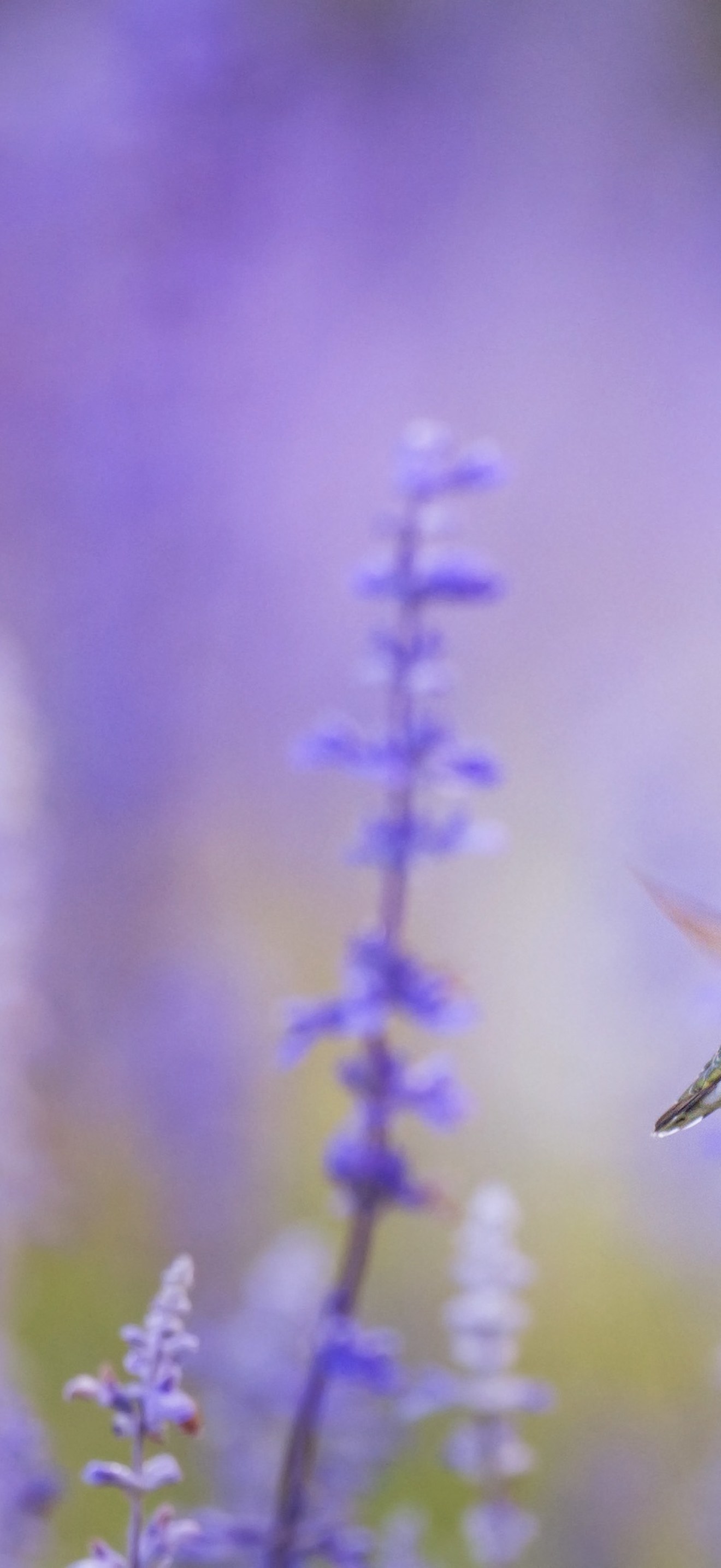 Hummingbird and fragrant lavender (Unsplash)