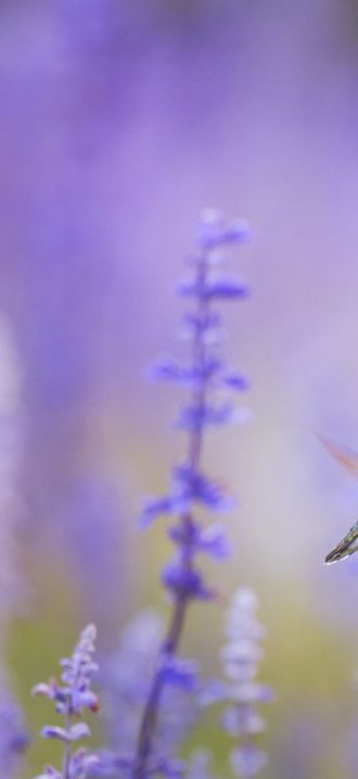 Hummingbird and fragrant lavender (Unsplash)