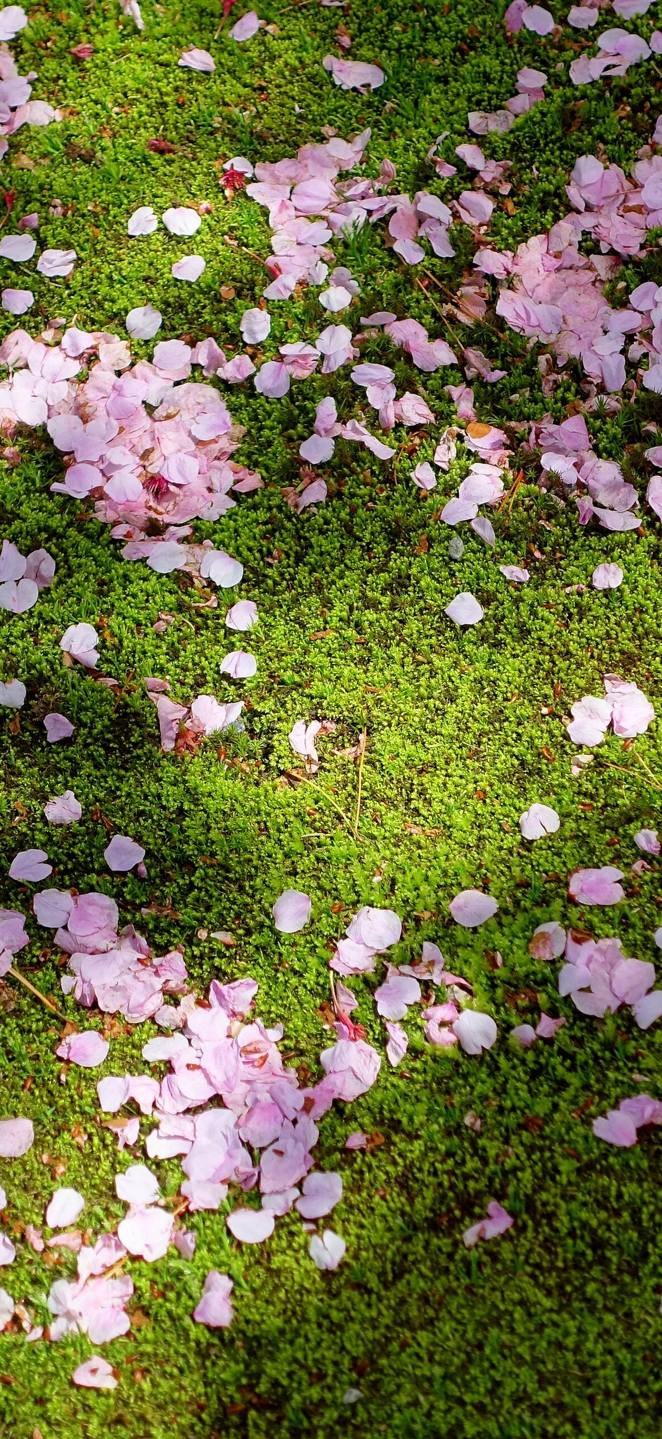 Cherry blossoms on moss - Kenroku-en - Kanazawa, Japan - DSC09756