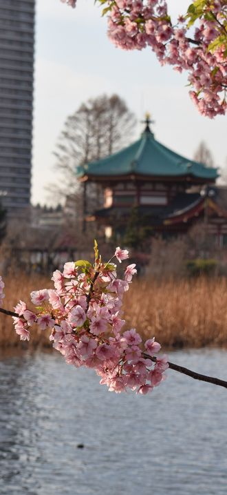 Cherry blossom at Ueno park, near pond