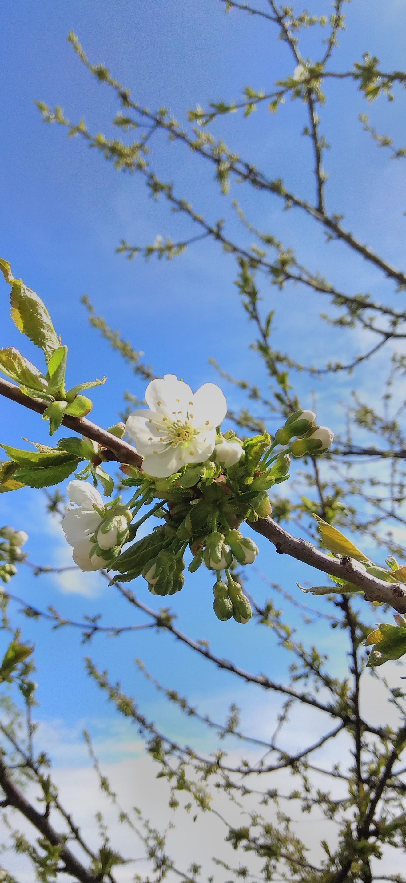 Early Cherry Blossom