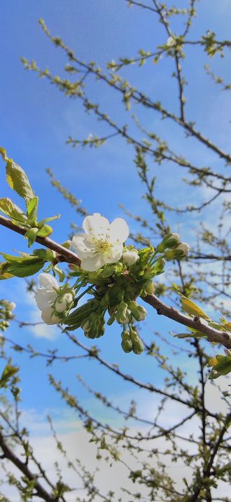Early Cherry Blossom