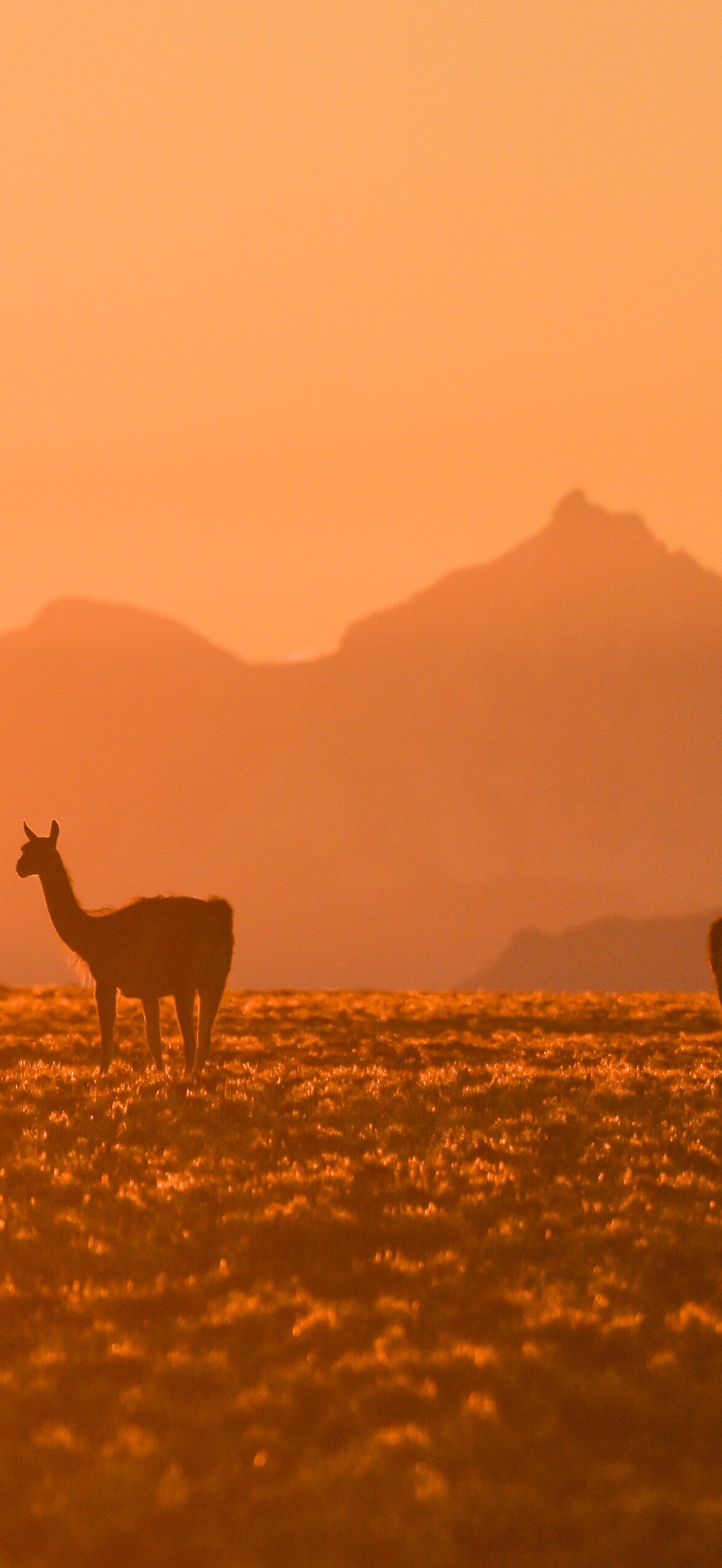 Guanacos Parque Patagonia - Franco Bucci