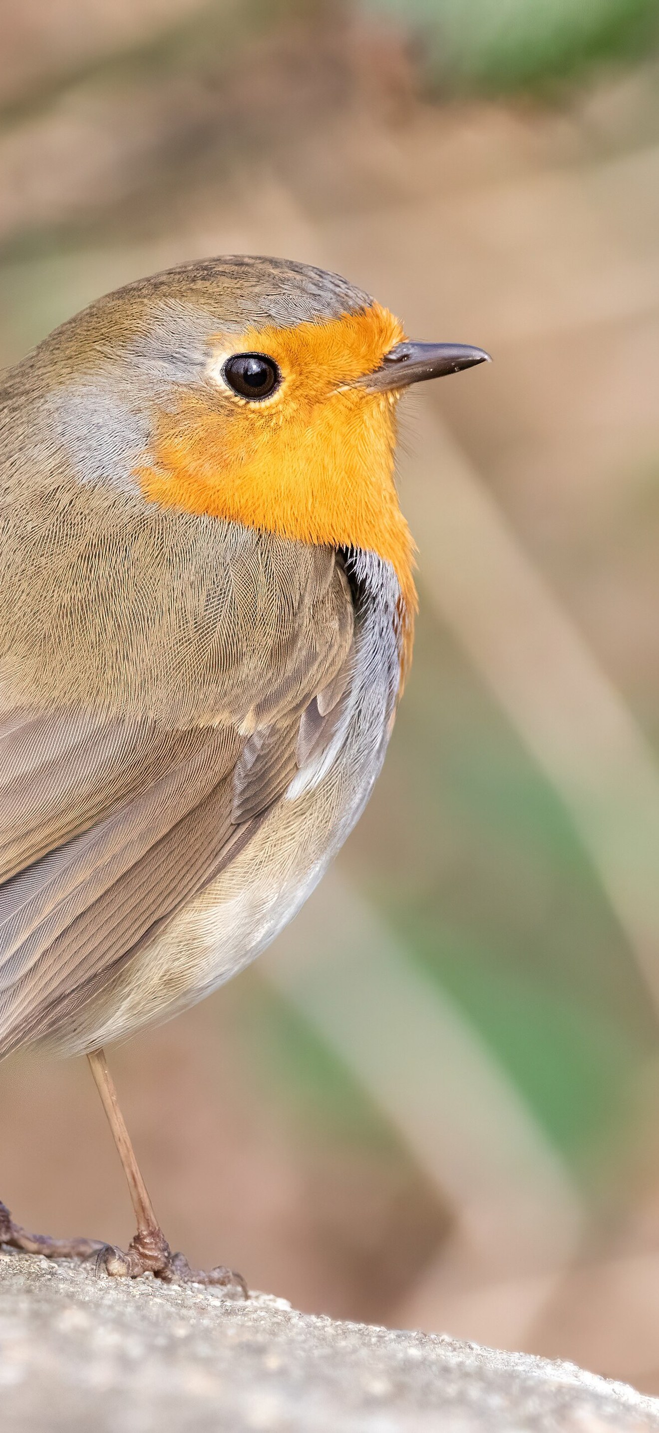 European robin on a rock