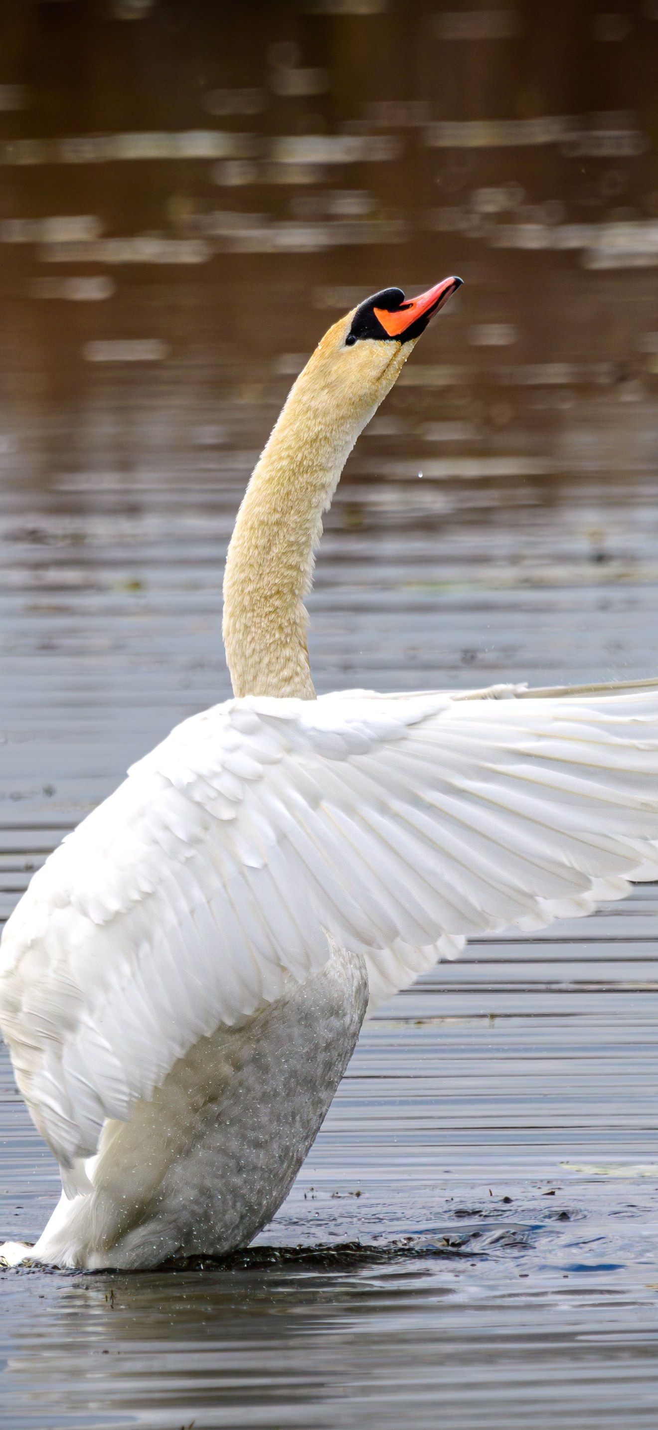Höckerschwan im NSG Federsee