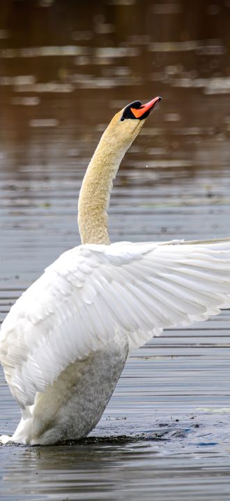 Höckerschwan im NSG Federsee
