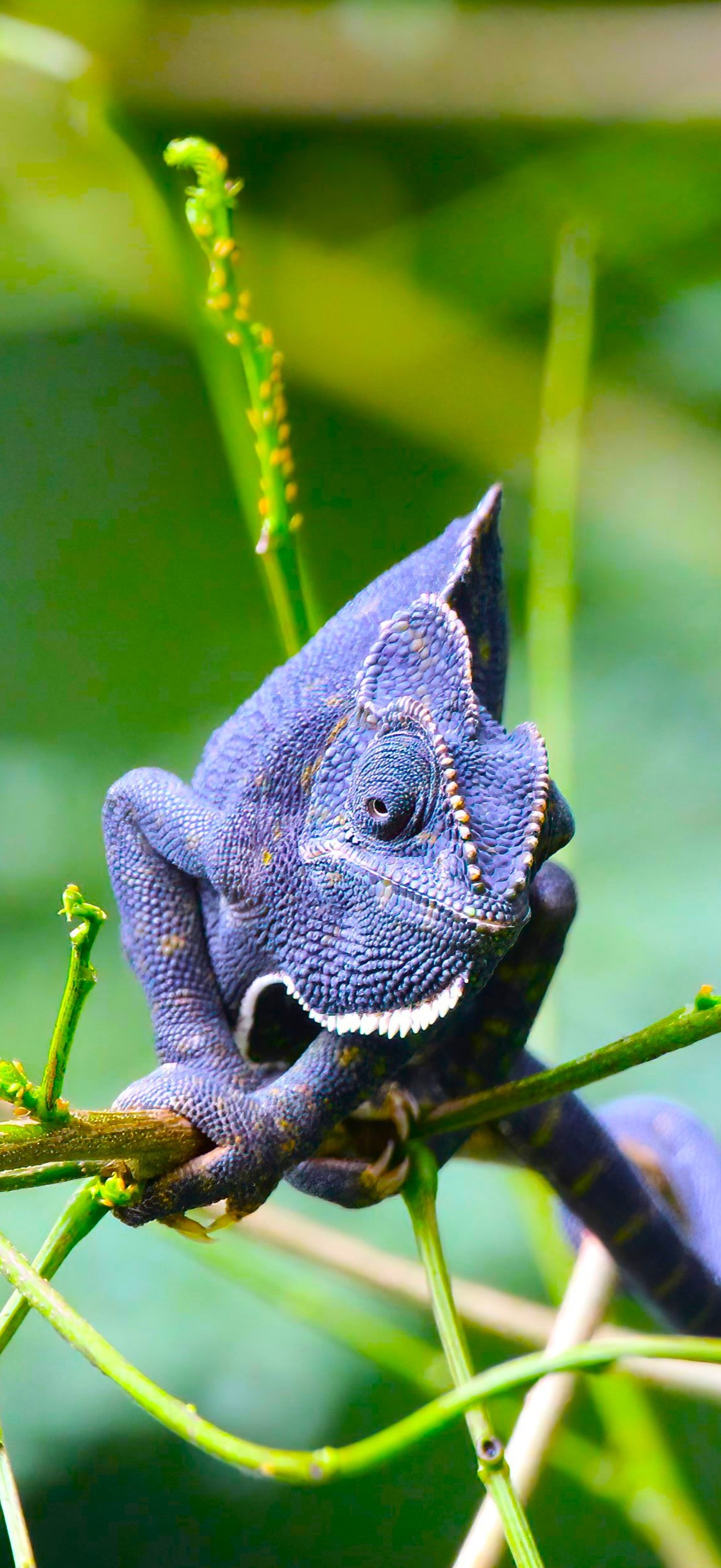Indian Chameleon purple colour