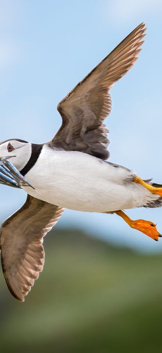 Atlantic puffin with fresh catch of sand eels