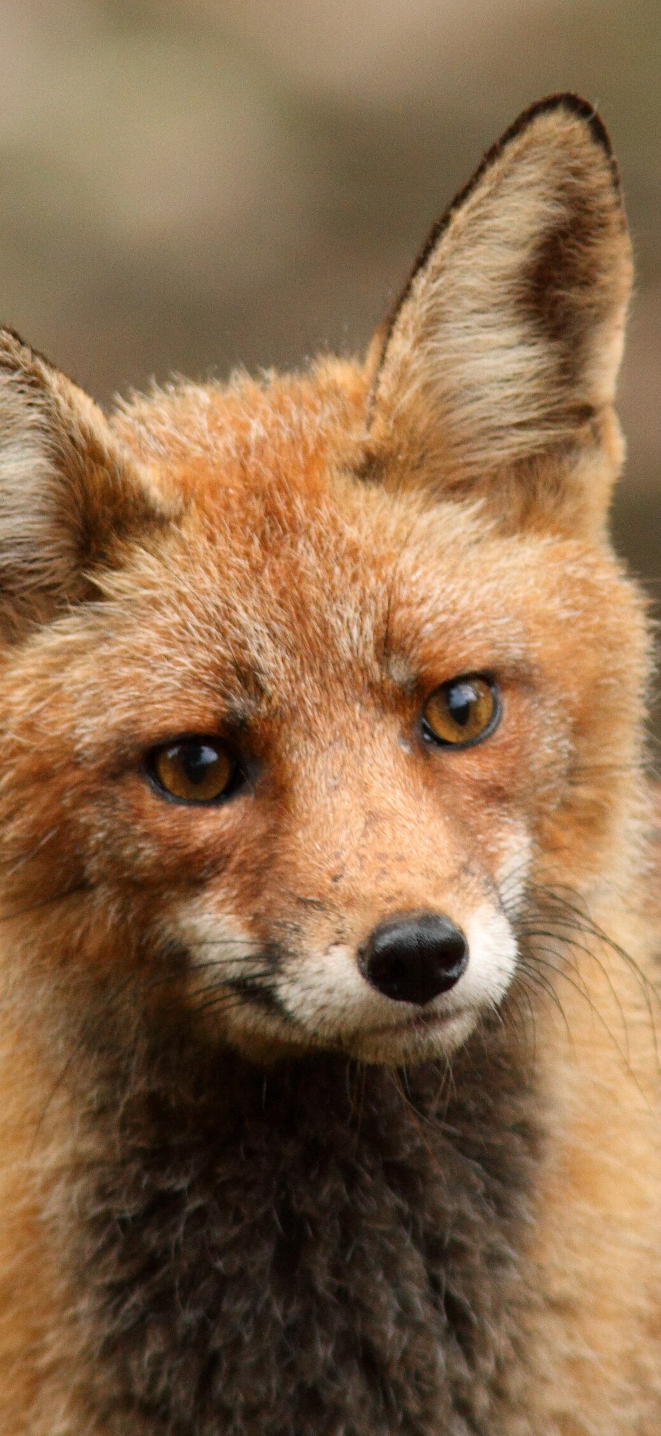Rode vos - red fox - Vulpes vulpes