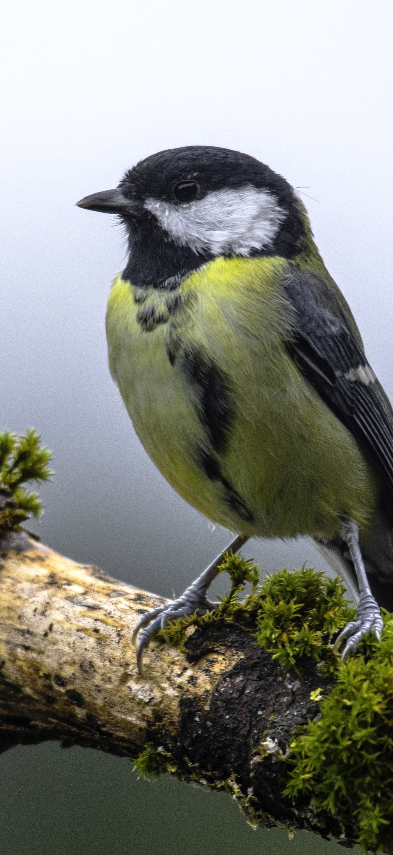 Great tit (Parus major)