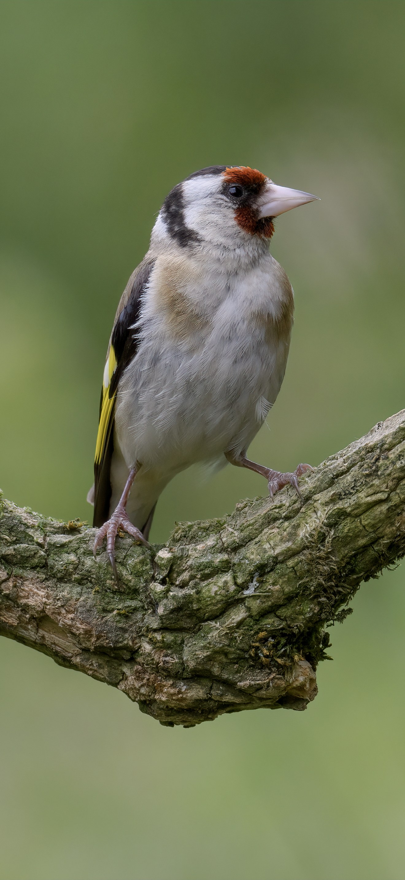 Goldfinch - Carduelis carduelis - Dumfries & Galloway