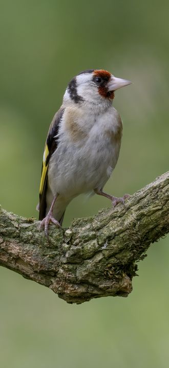 Goldfinch - Carduelis carduelis - Dumfries & Galloway