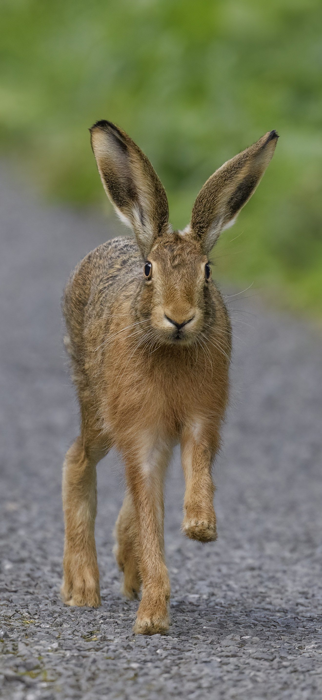 European Brown Hare - Lepus europaeus4