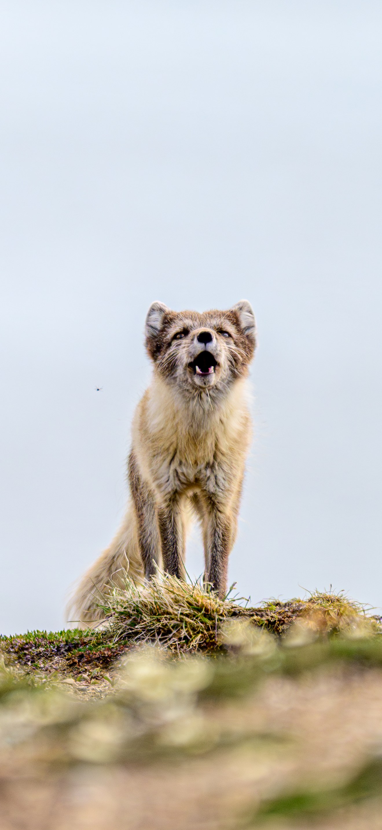 Arctic Fox on Banks Island