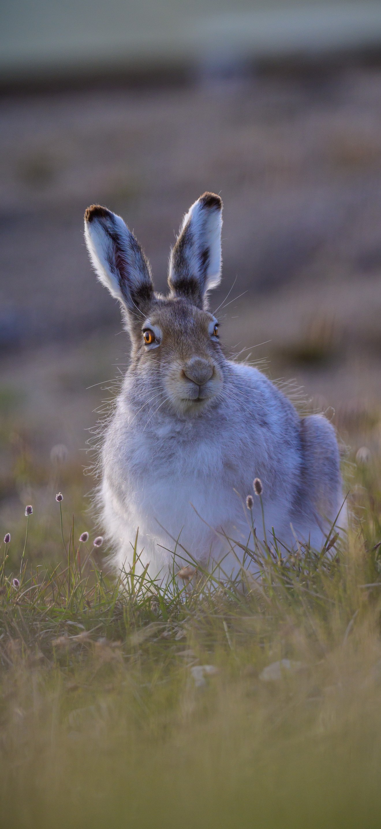 Arctic Hare (Lepus arcticus) in Sachs Harbour