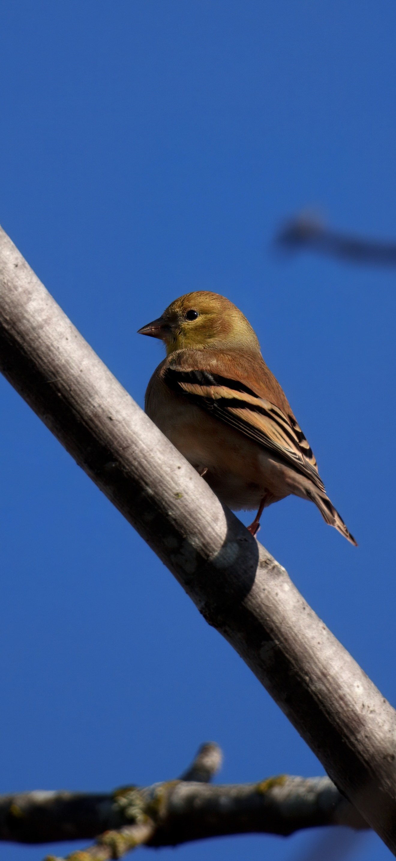 American goldfinch in maple at Union Bay Natural Area