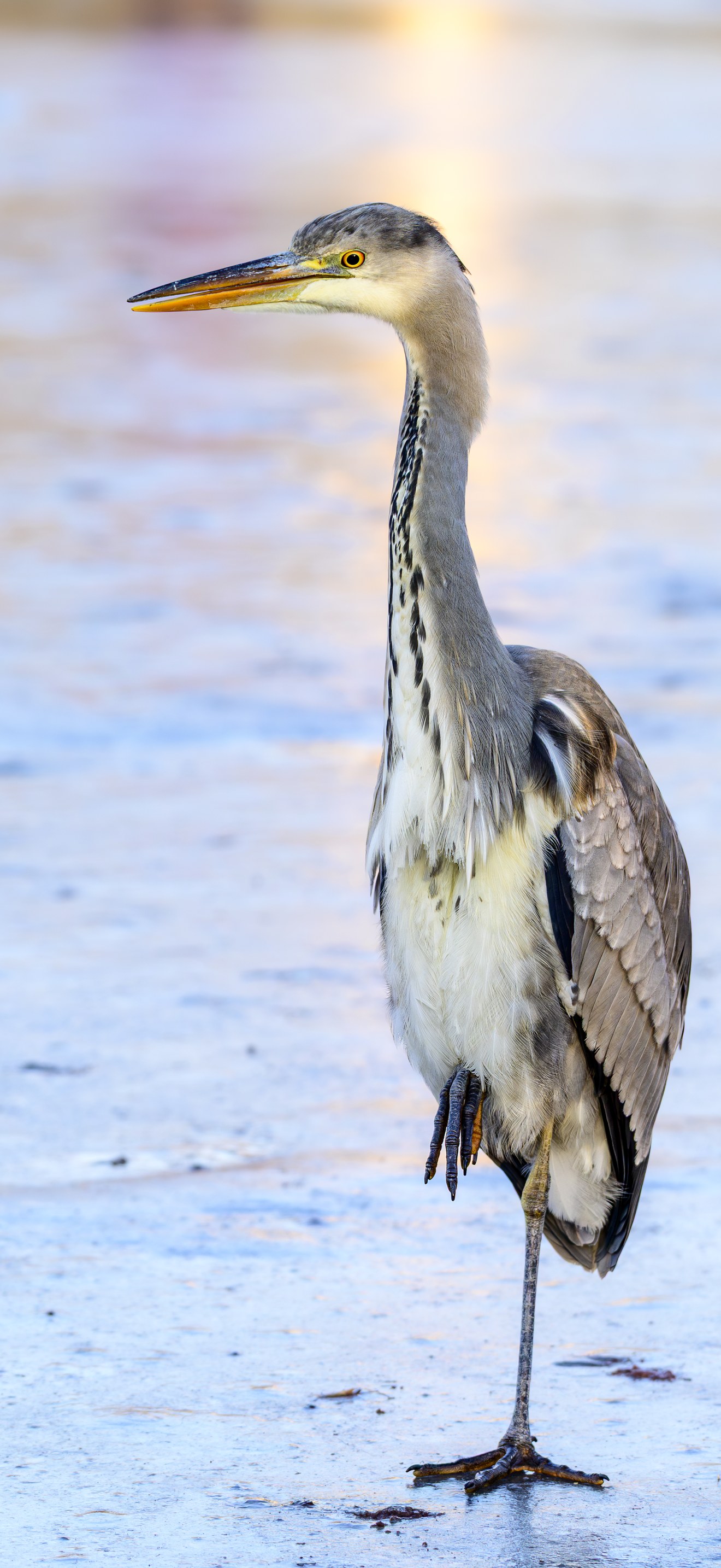 Graureiher (Ardea cinerea) auf gefrorenem Teich